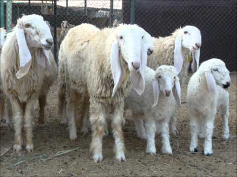 Lohi sheep