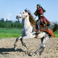 Lokai horse