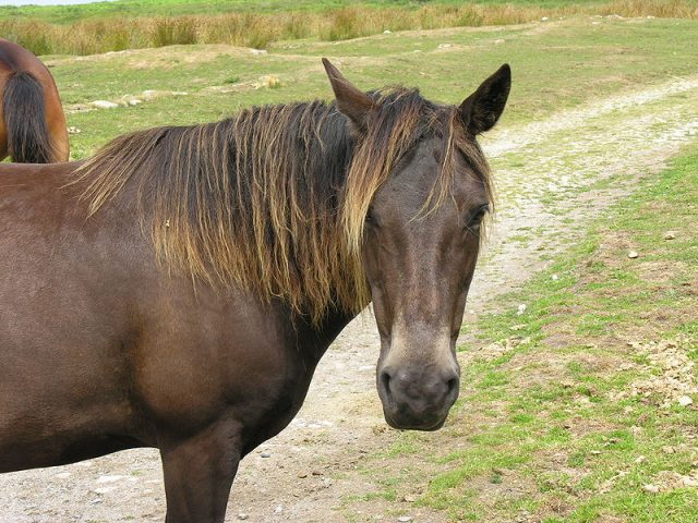 Lundy pony