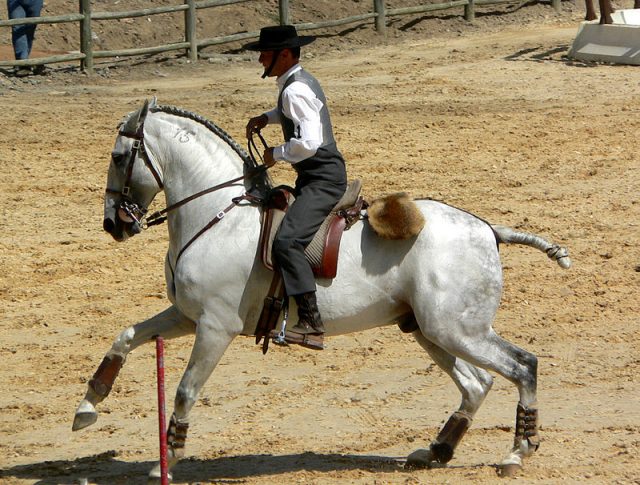 Lusitano horse