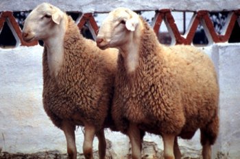 Manchega sheep