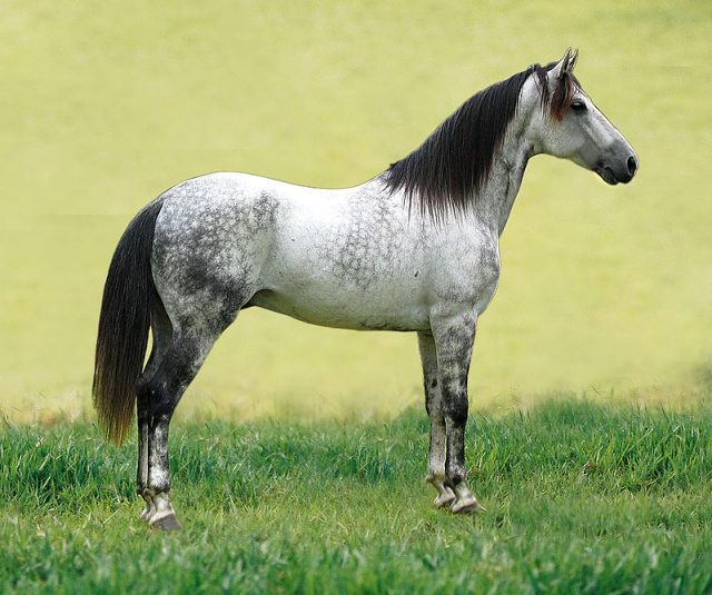 Mangalarga Marchador horse