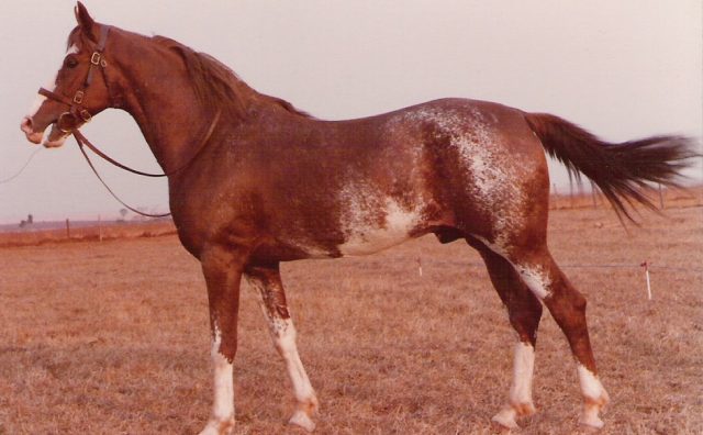 Mangalarga horse