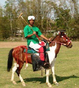 Manipuri pony