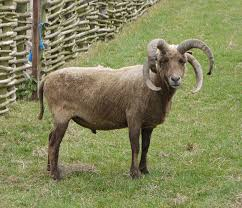 Manx Loaghtan sheep