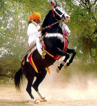 Marwari horse