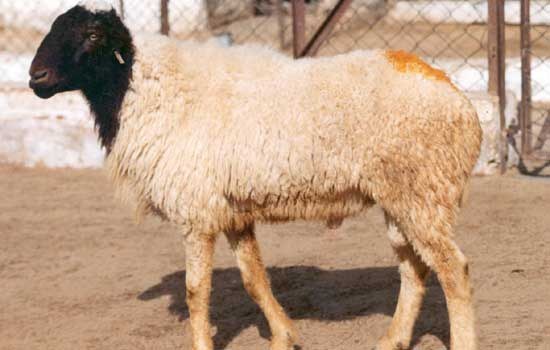 Marwari sheep