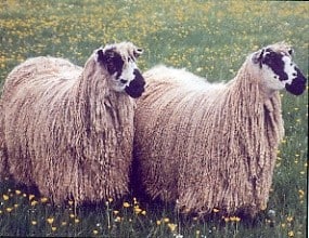 Masham sheep
