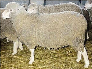 Merinizzata Italiana sheep