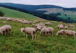 Merinolandschaf sheep