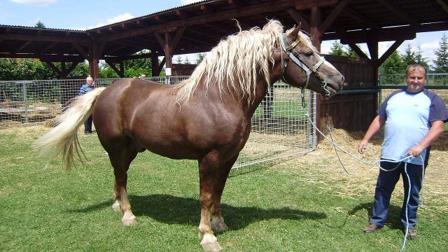 Međimurje horse