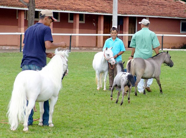 Miniature horse