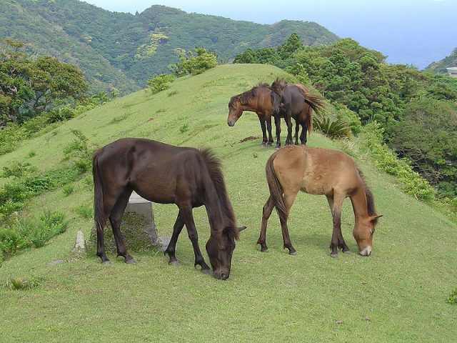 Misaki horse