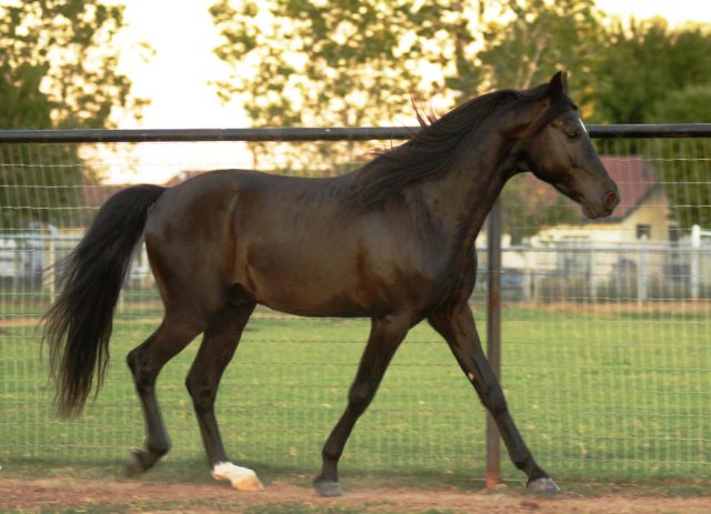 Missouri Fox Trotter horse