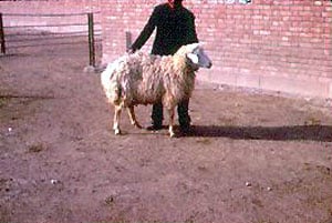 Moghani sheep