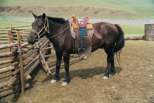 Mongolian horse