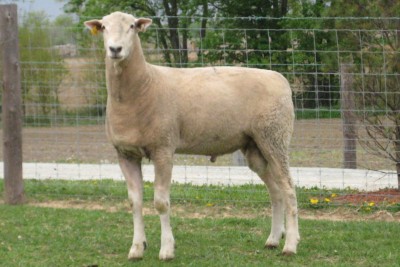 Montadale sheep