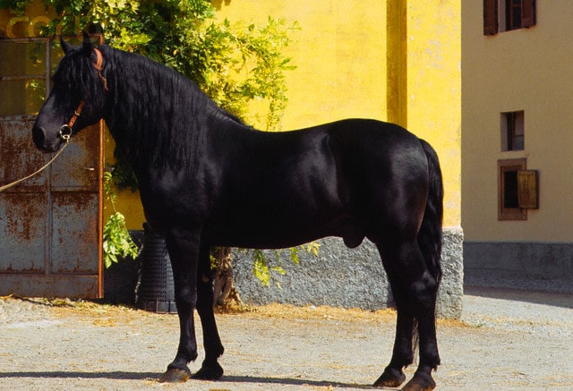 Murgese horse