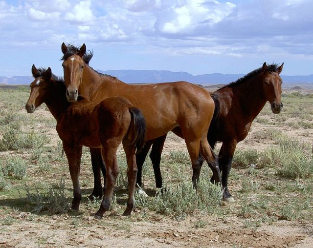 Mustang horse