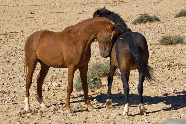 Namib Desert horse