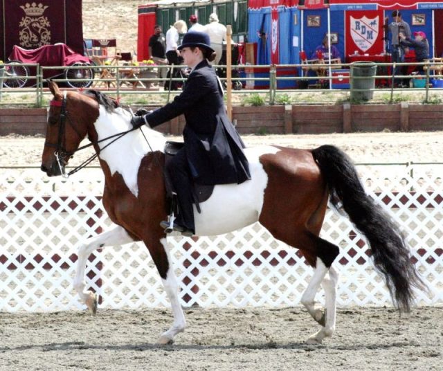 National Show horse