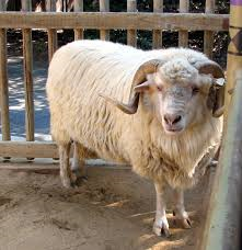 Navajo-Churro sheep