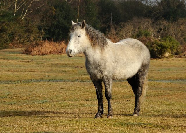 New Forest pony