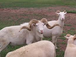 New Mexico Dahl sheep