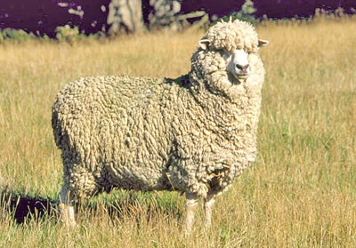 New Zealand Halfbred sheep