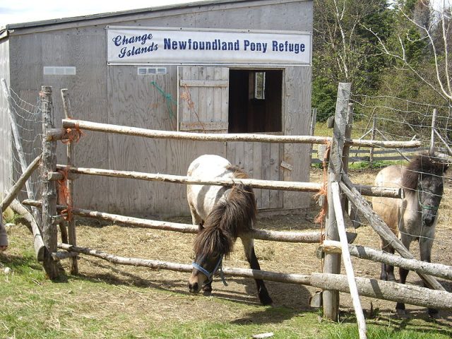Newfoundland pony