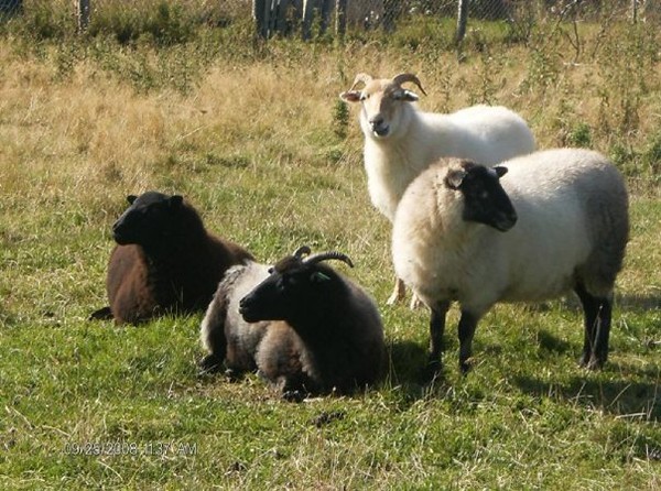 Newfoundland sheep