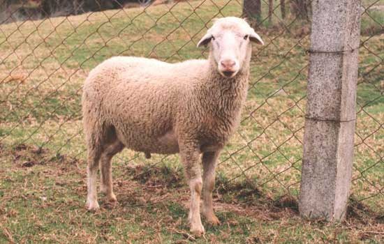 Nilgiri sheep