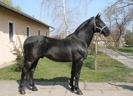 Nonius horse