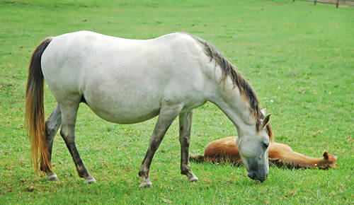 Nooitgedacht pony