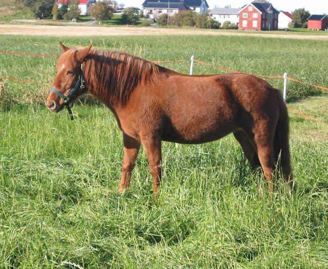 Nordlandshest/Lyngshest horse