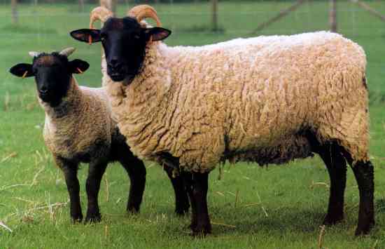 Norfolk Horn sheep