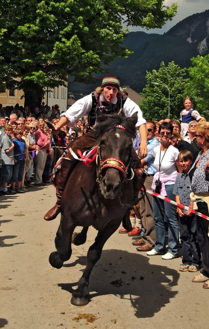 Noriker horse