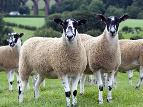 North of England Mule sheep