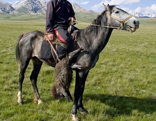 Novokirghiz horse