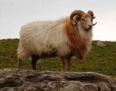 Old Norwegian sheep