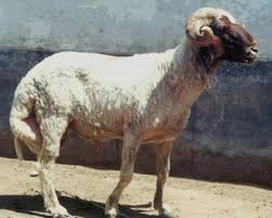 Ossimi sheep