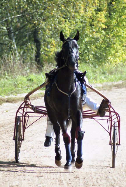 Russian Trotter horse