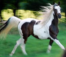 Pintabian Horse