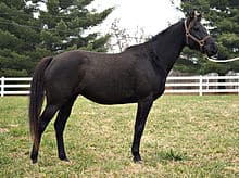 Quarab Horse