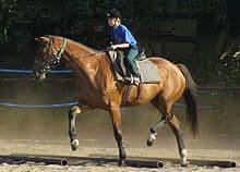 Wielkopolski Horse