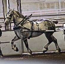 Percheron