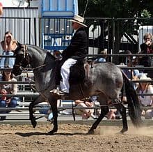 Peruvian Paso