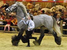 Poitevin Horse