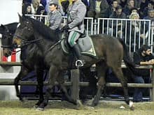 Persano horse