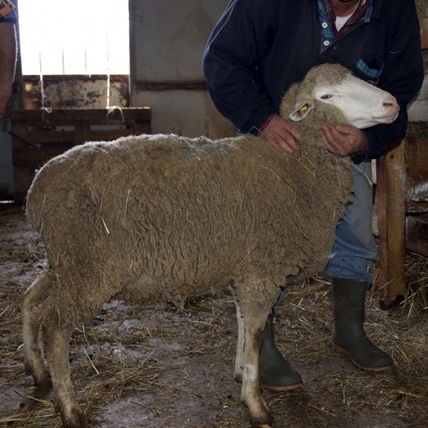 Pagliarola sheep